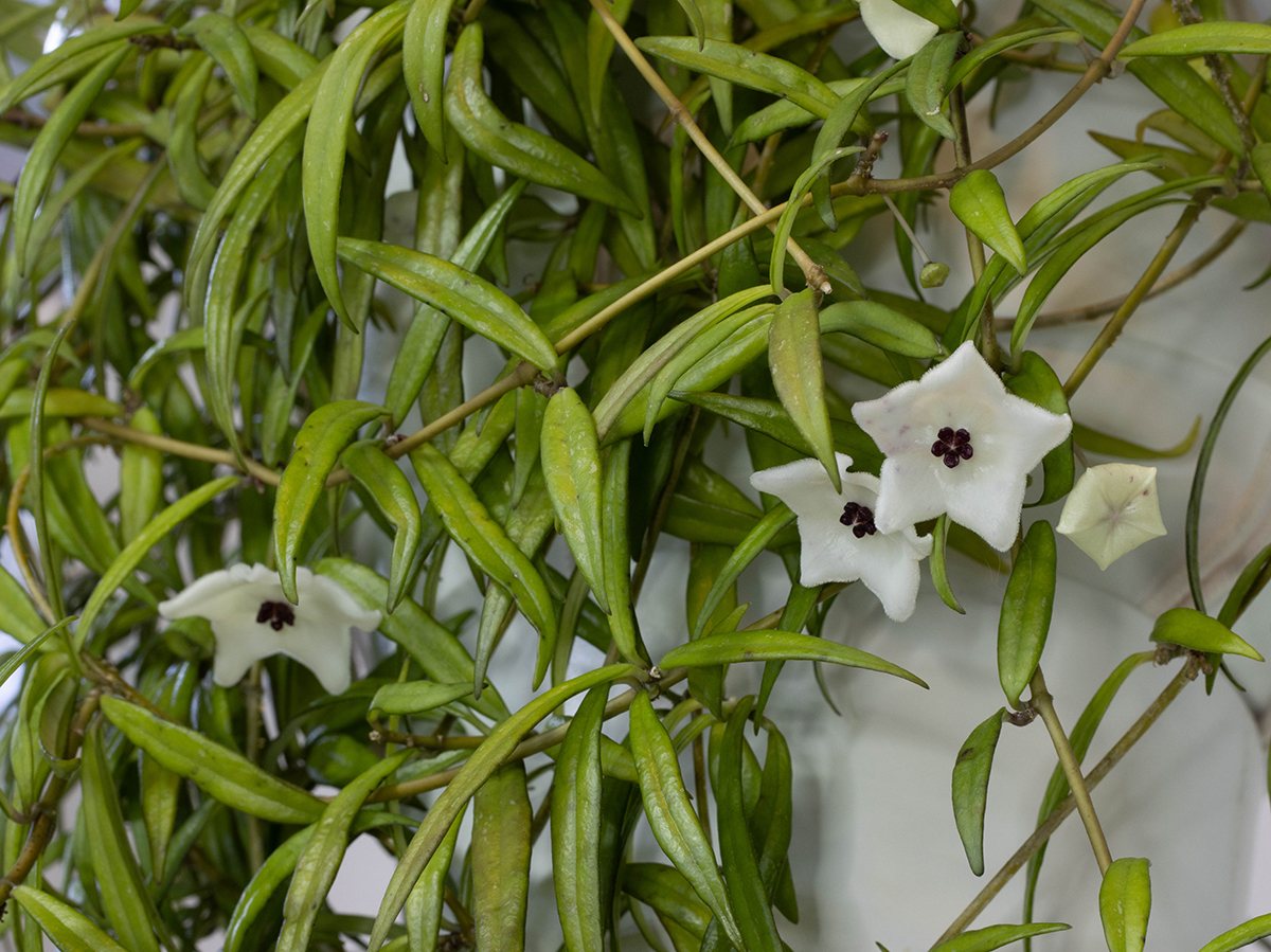 Hoya pauciflora