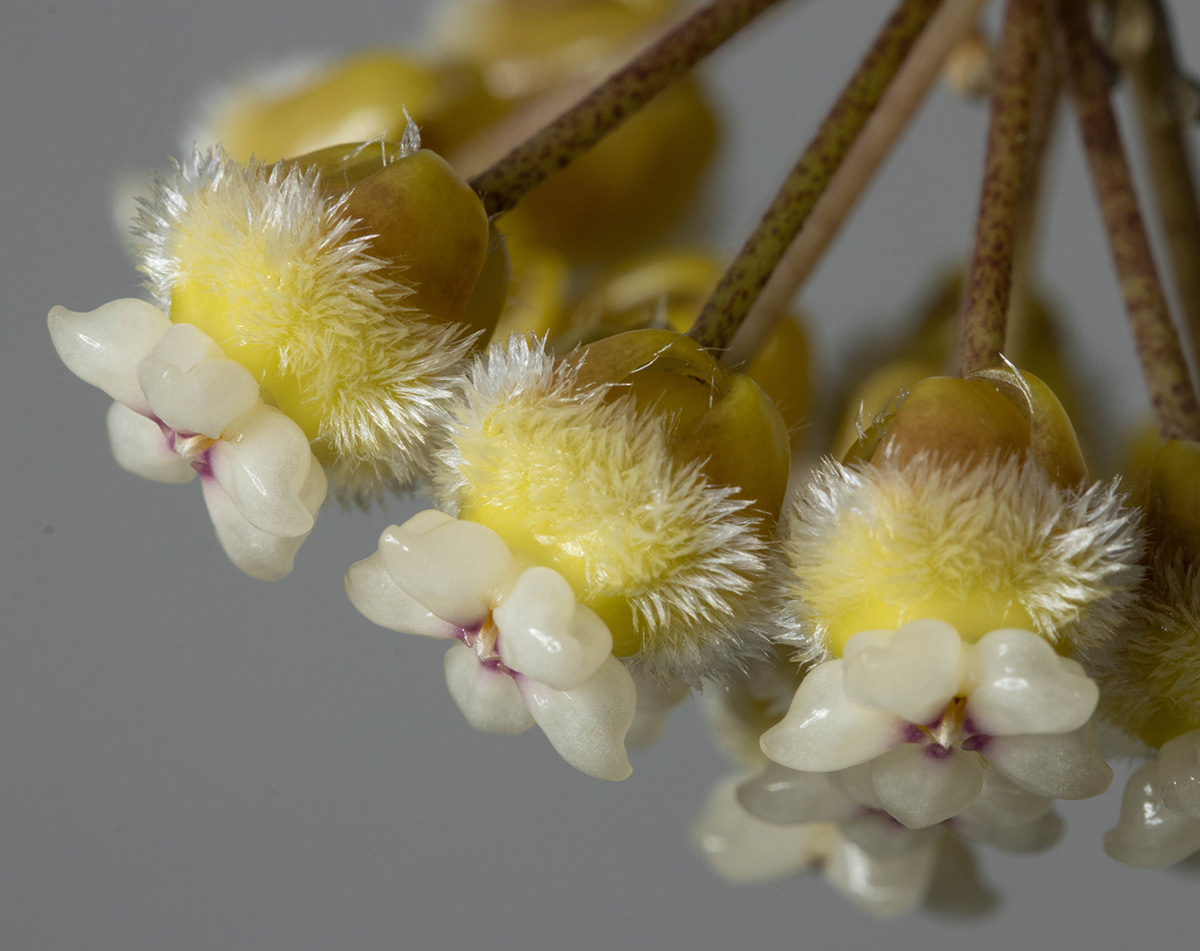 Hoya peninsularis (NS07-079)