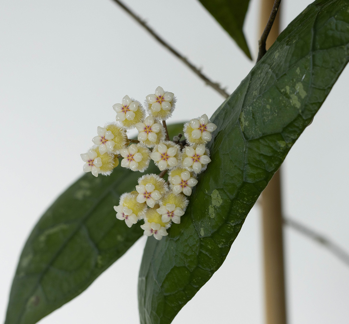 Hoya peninsularis (NS07-079)