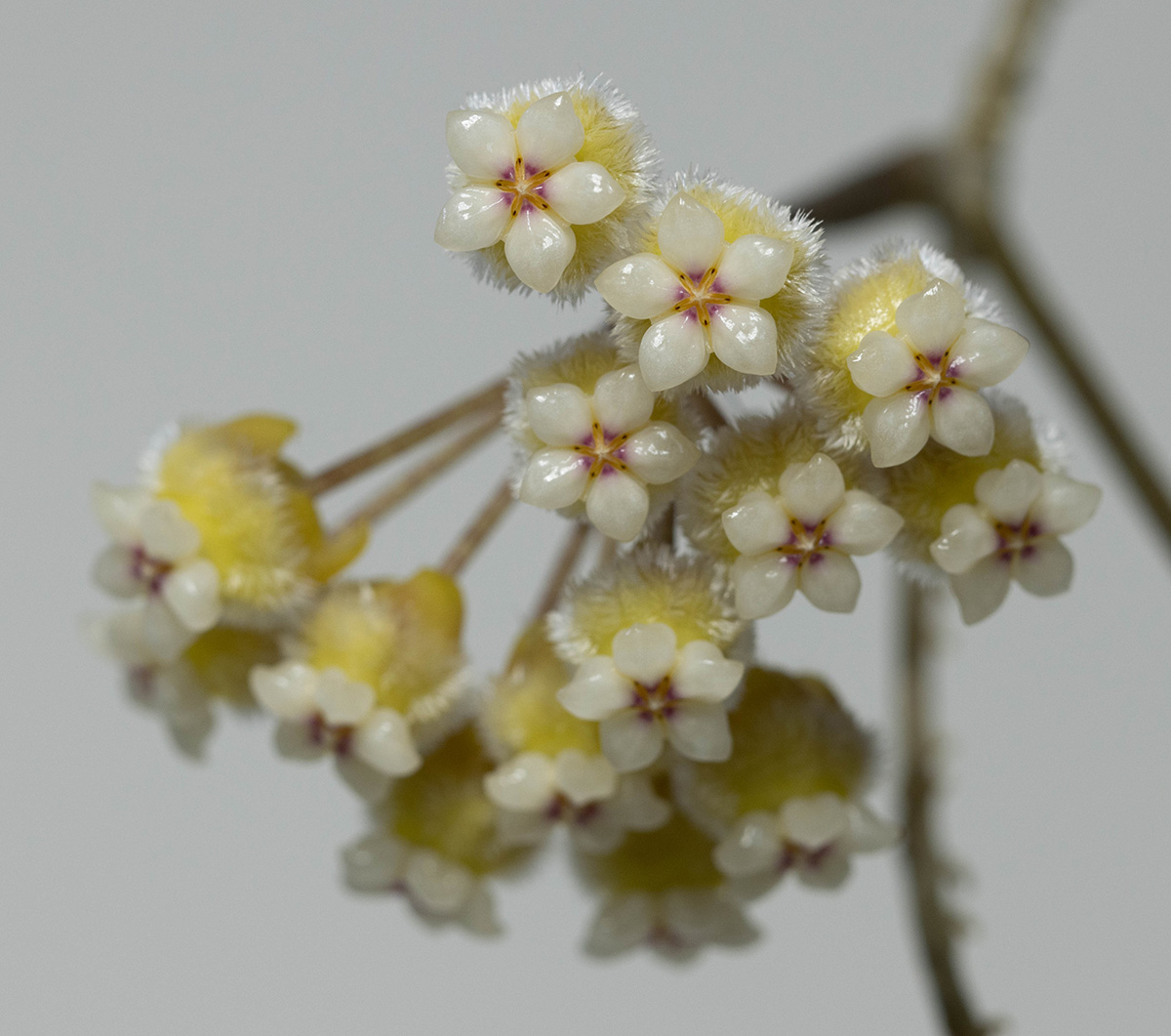 Hoya peninsularis (NS07-079)