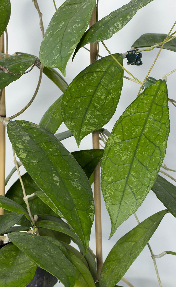 Hoya peninsularis