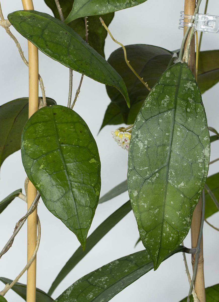 Hoya peninsularis