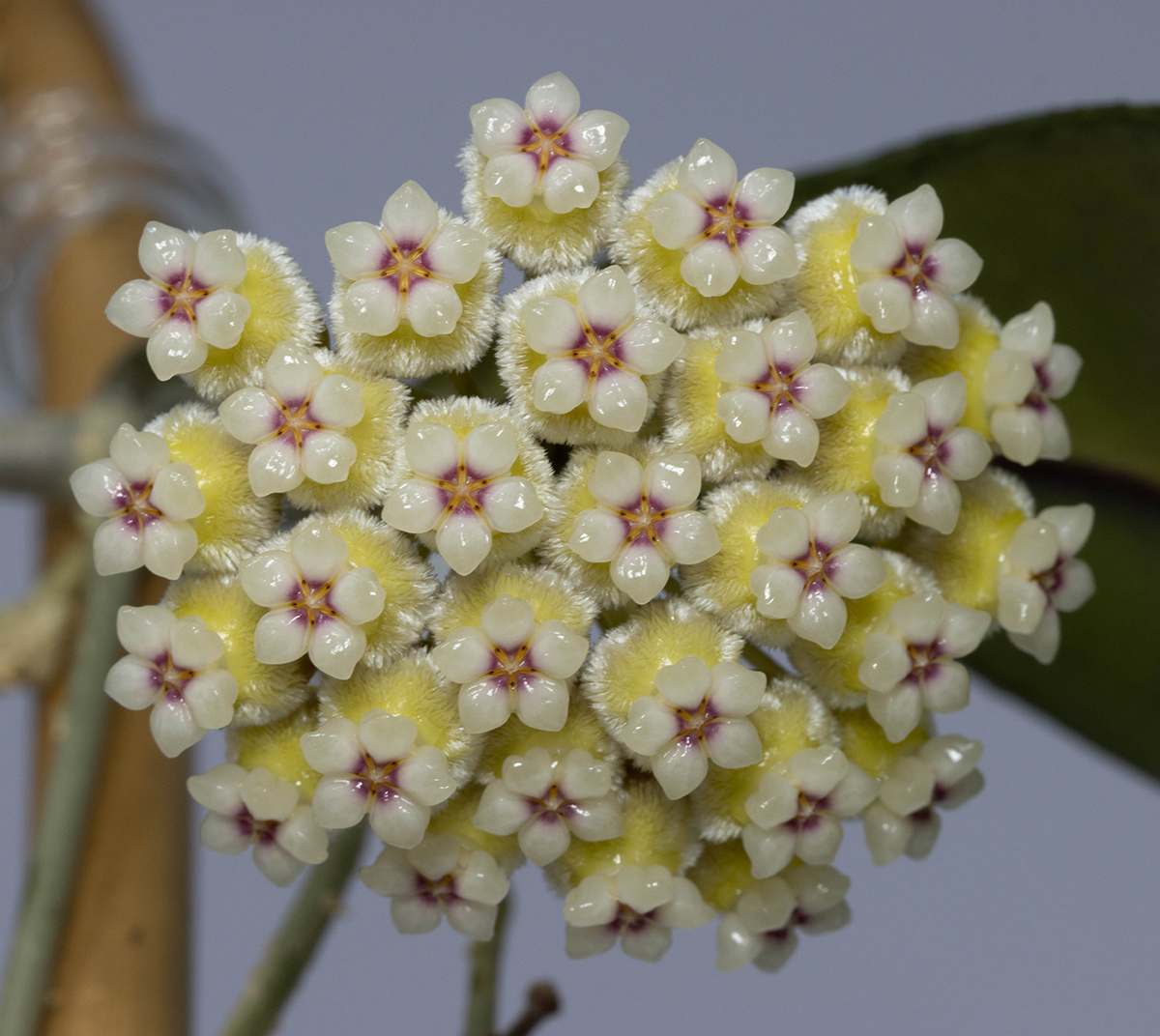 Hoya peninsularis