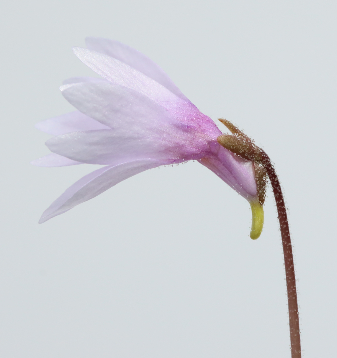 Pinguicula planifolia