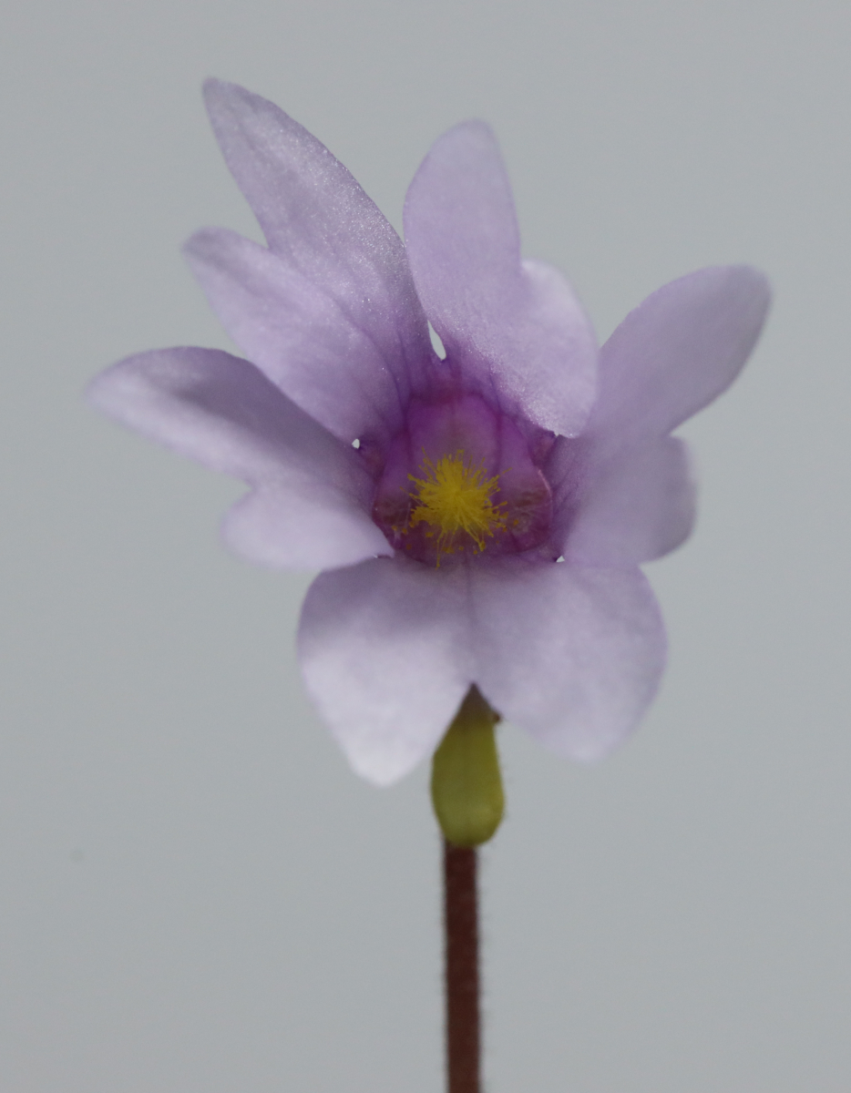 Pinguicula planifolia