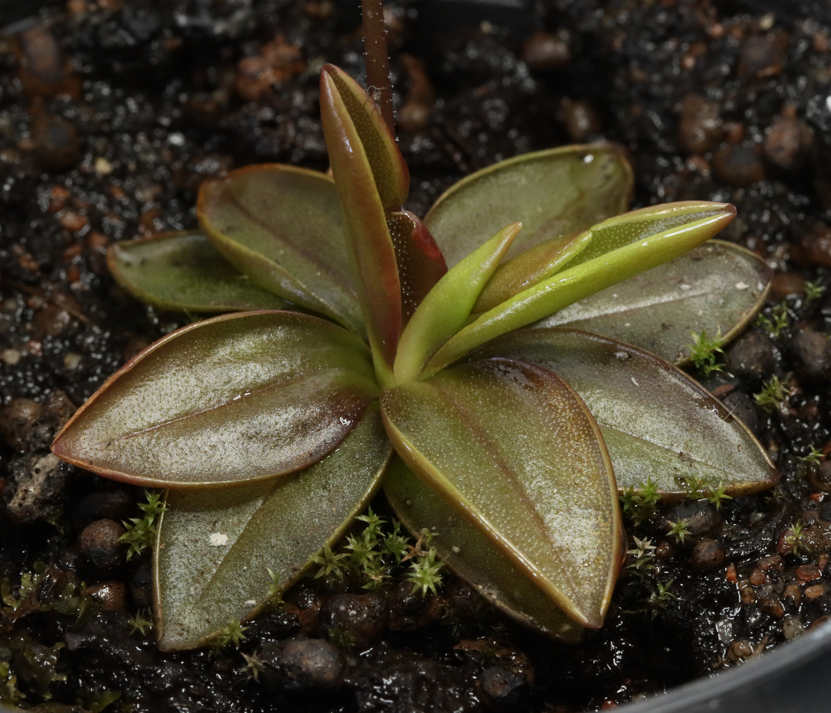 Pinguicula planifolia