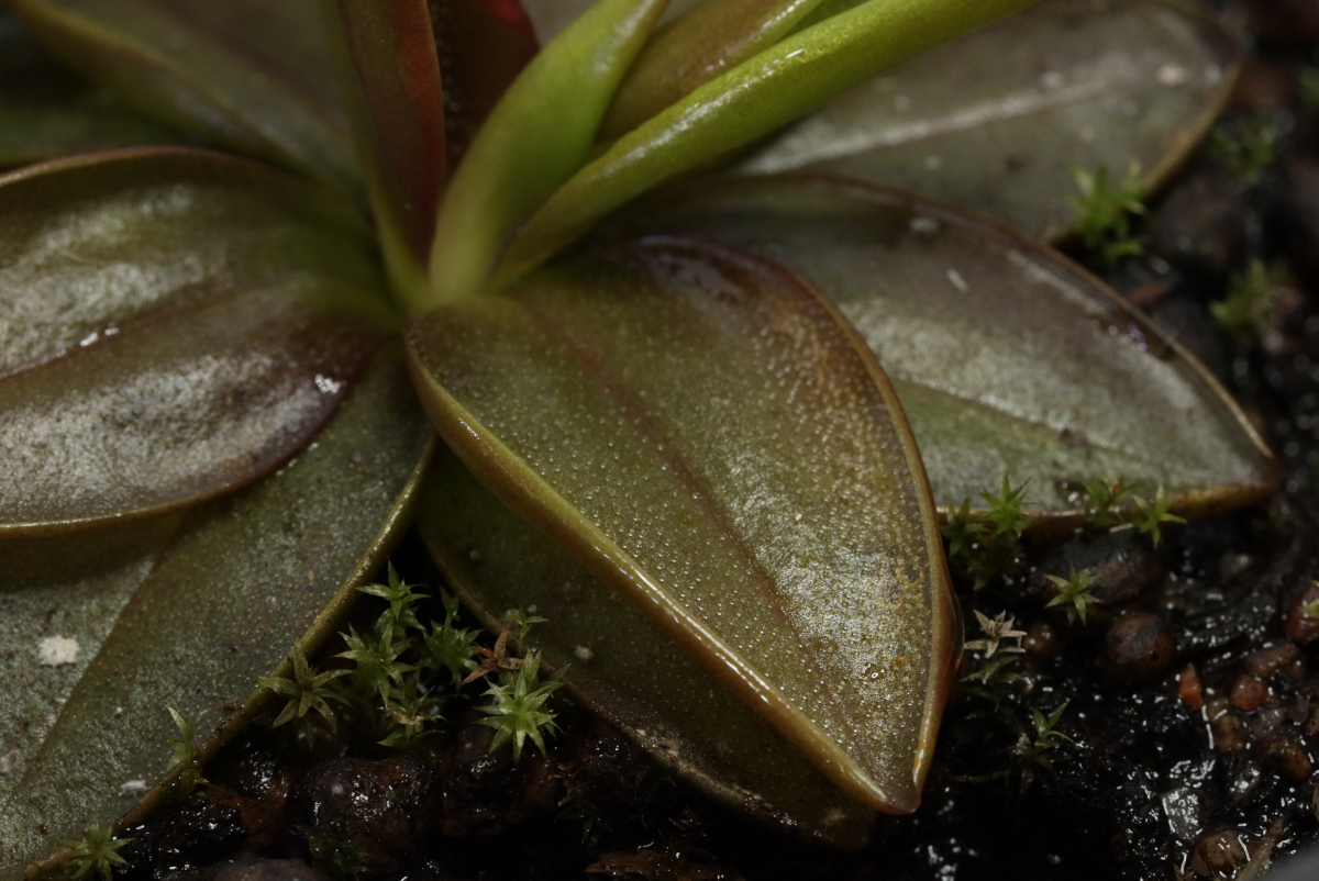 Pinguicula planifolia