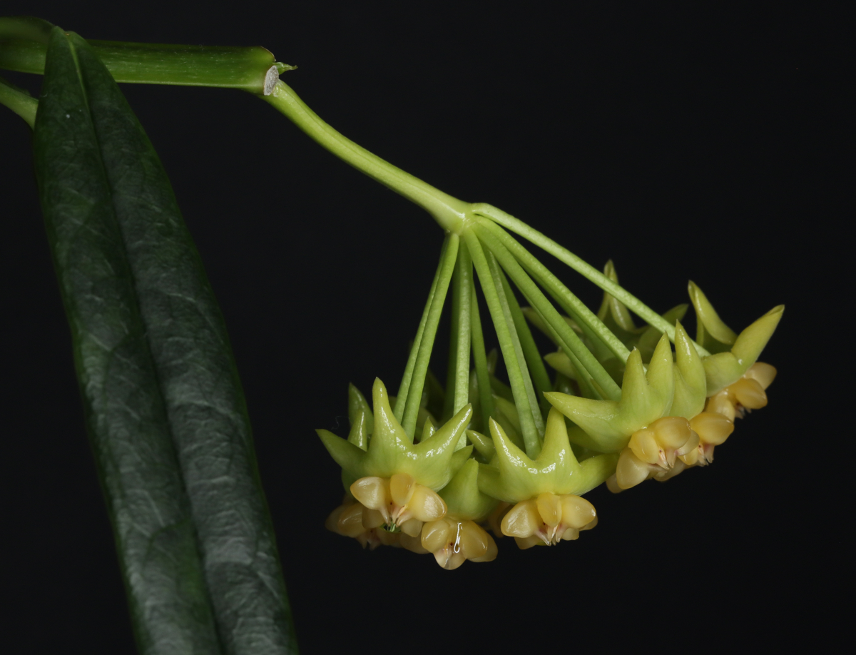 Hoya platycaulis