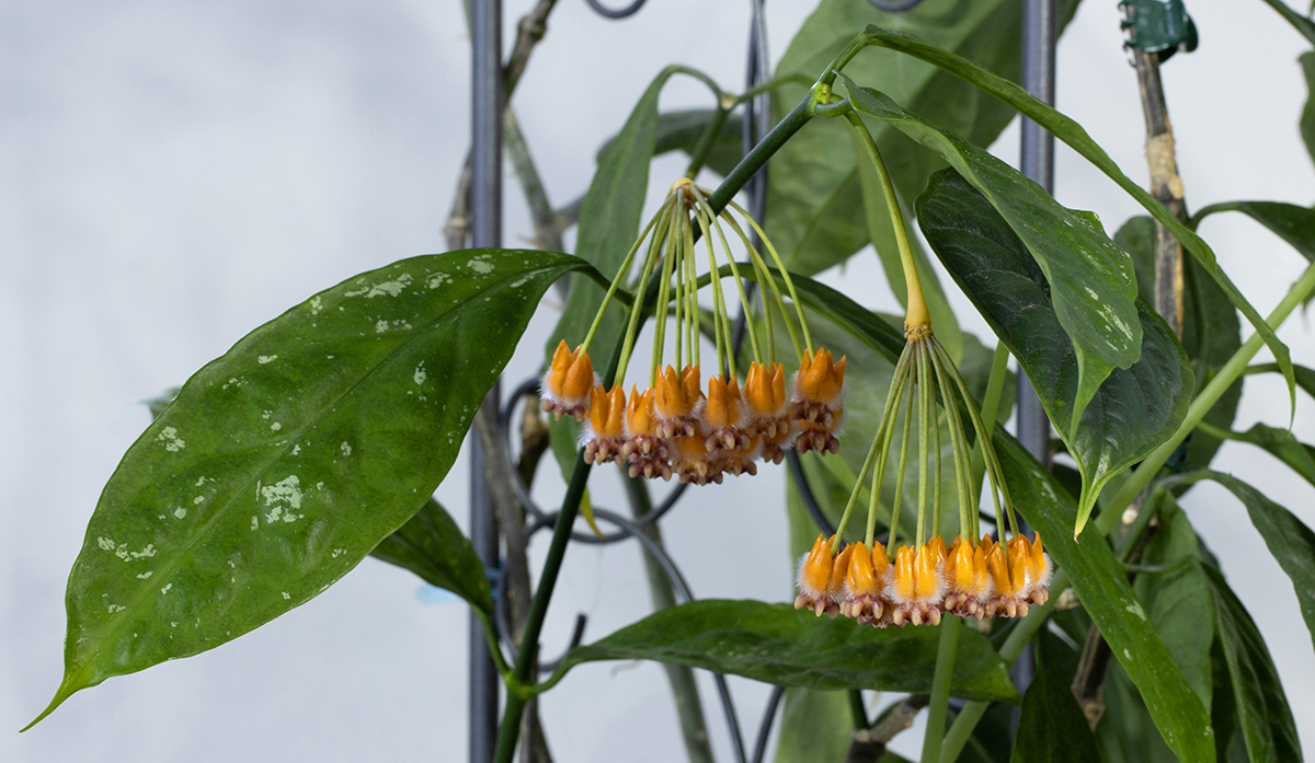 Hoya lasiantha (syn praetorii)