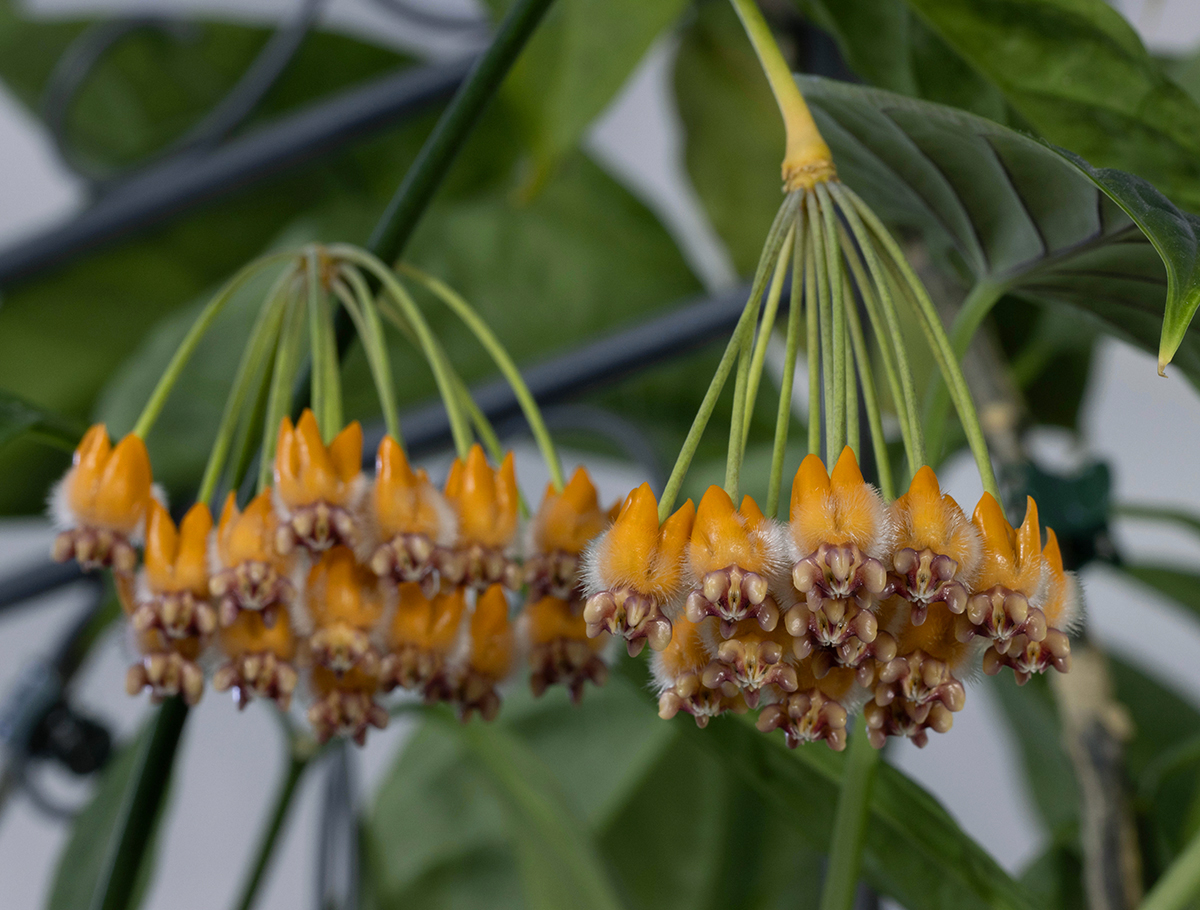 Hoya lasiantha (syn praetorii)