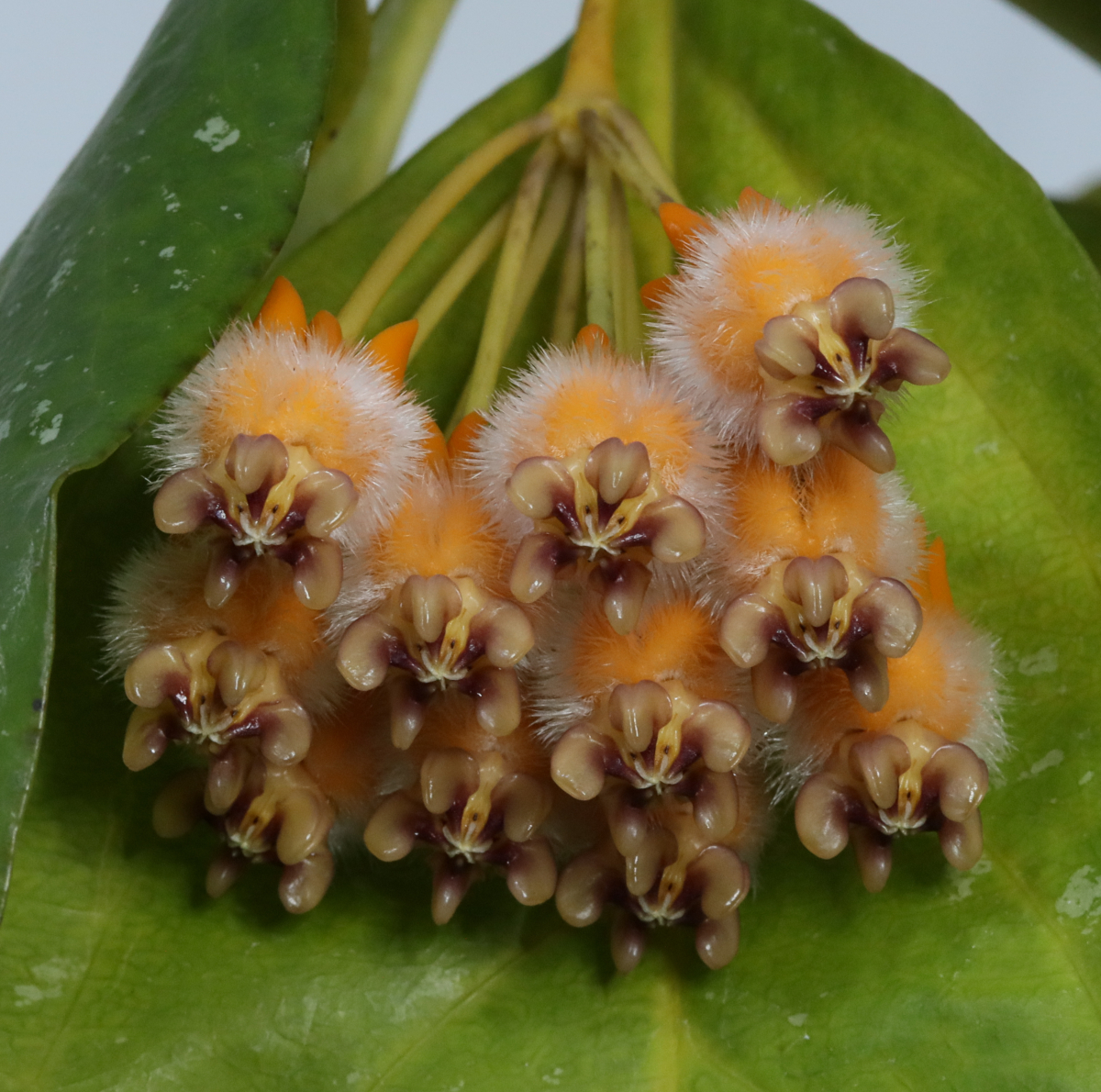 Hoya praetorii