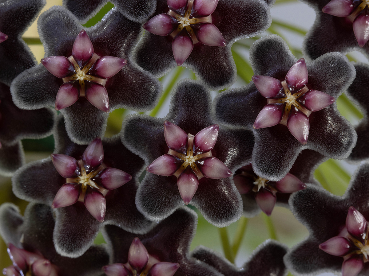 Hoya pubicorolla