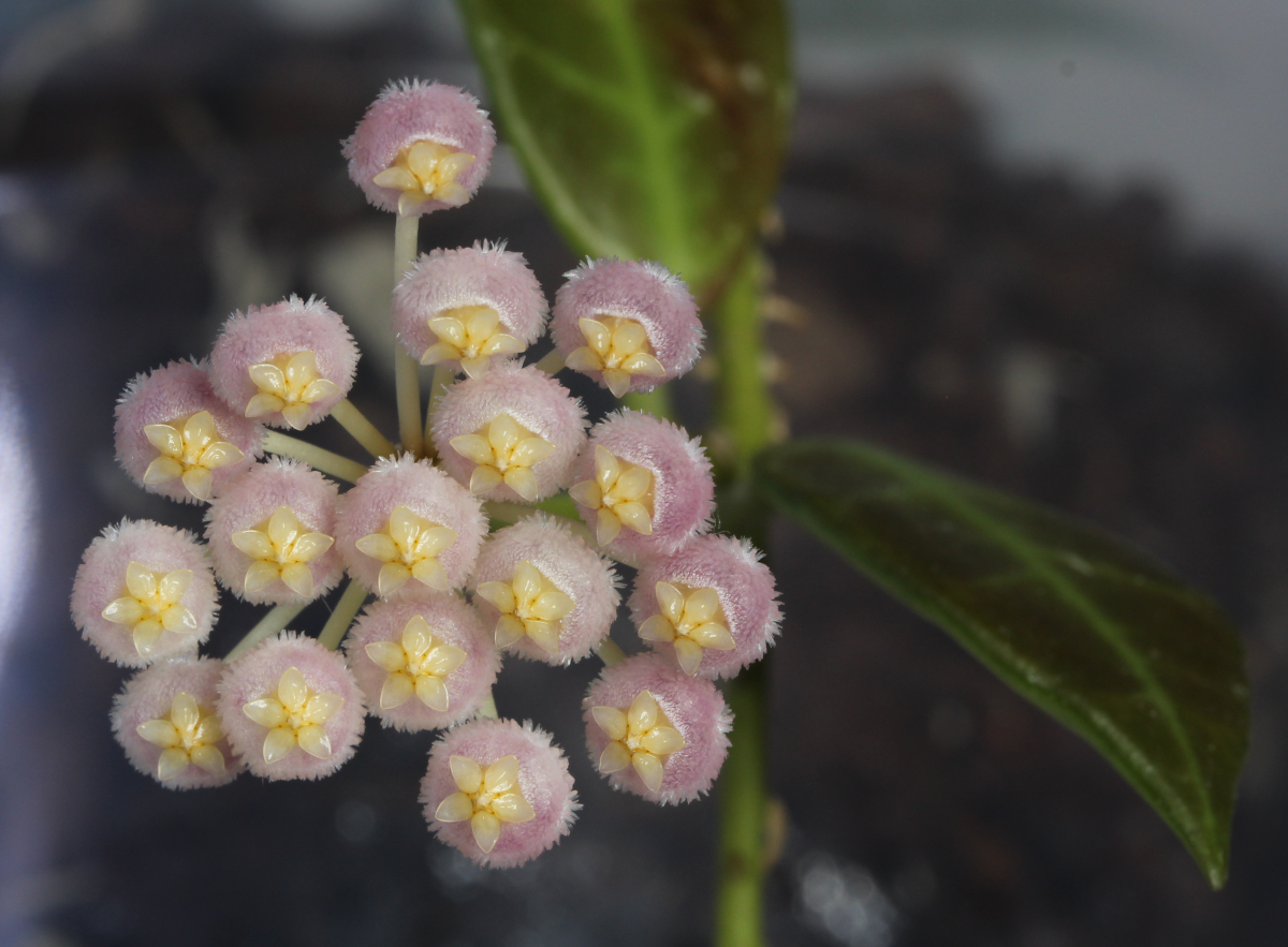 Hoya 'Rebecca'