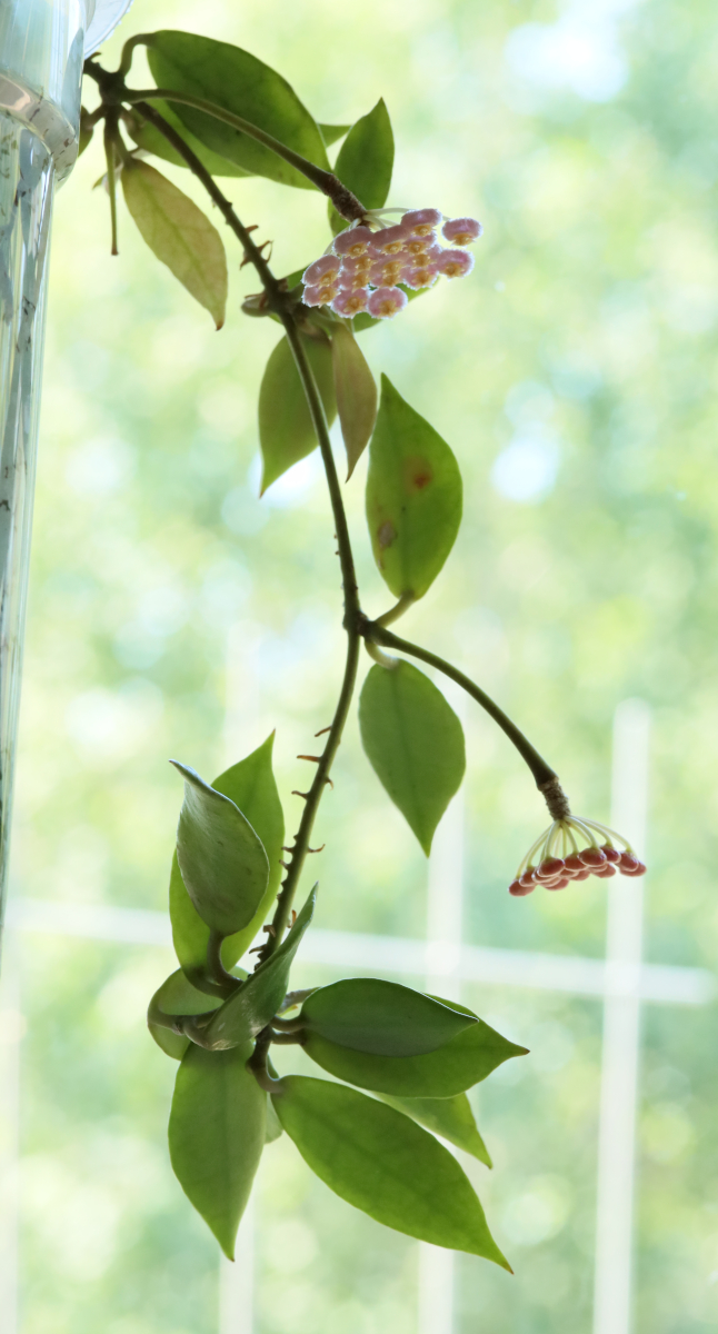 Hoya 'Rebecca'