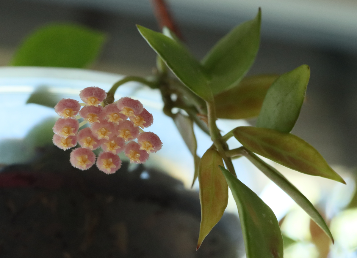 Hoya 'Rebecca'