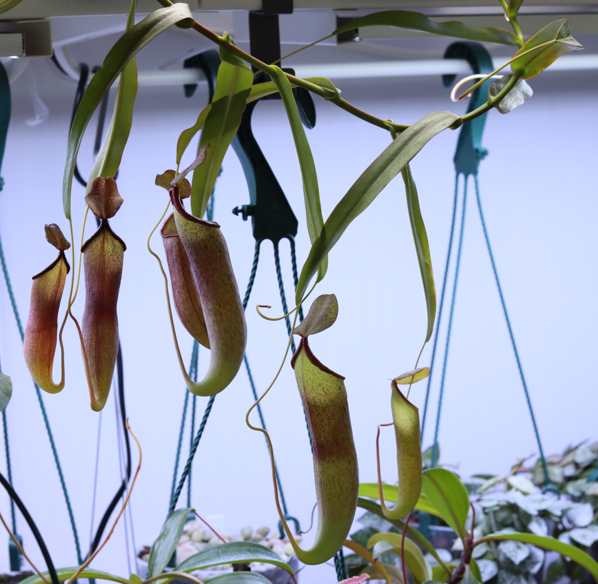 Nepenthes 'Rebecca Soper'