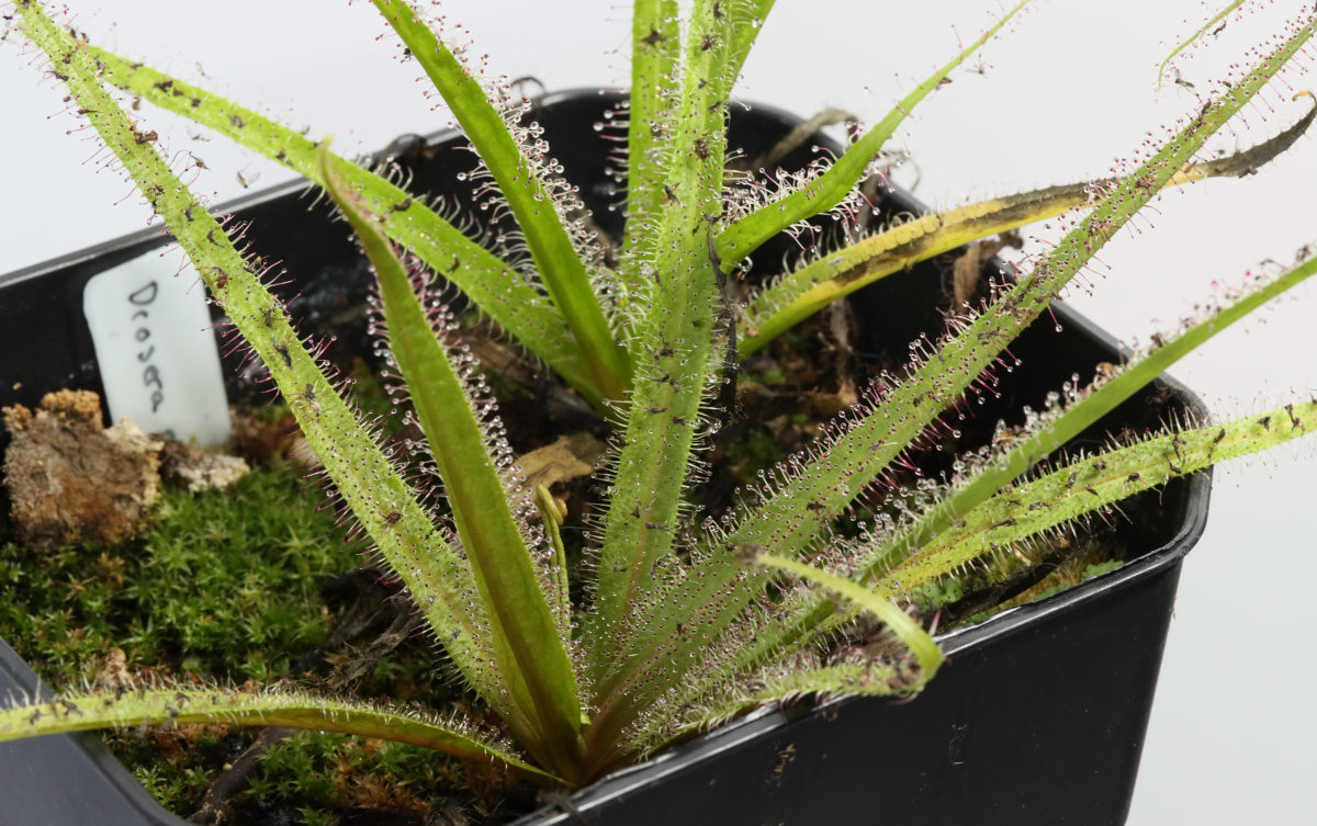 Drosera regia