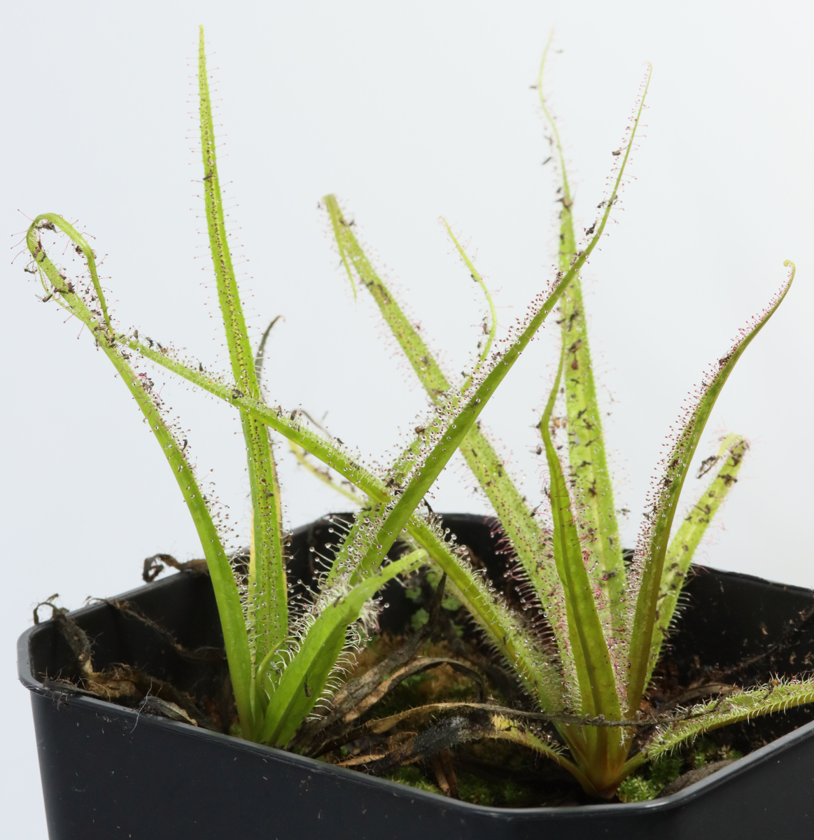 Drosera regia