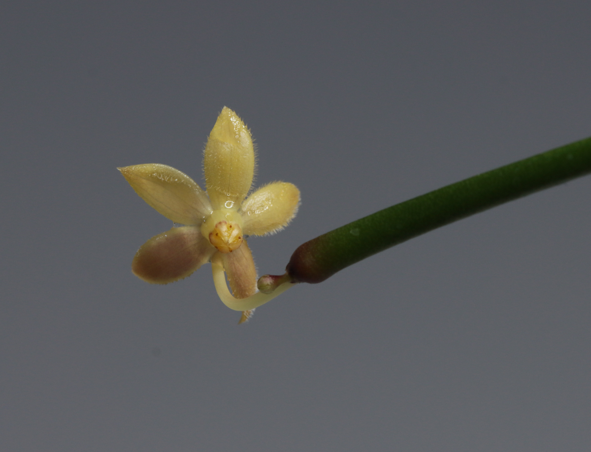 Hoya retrorsa