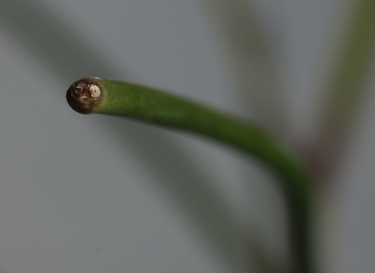 Hoya retrorsa