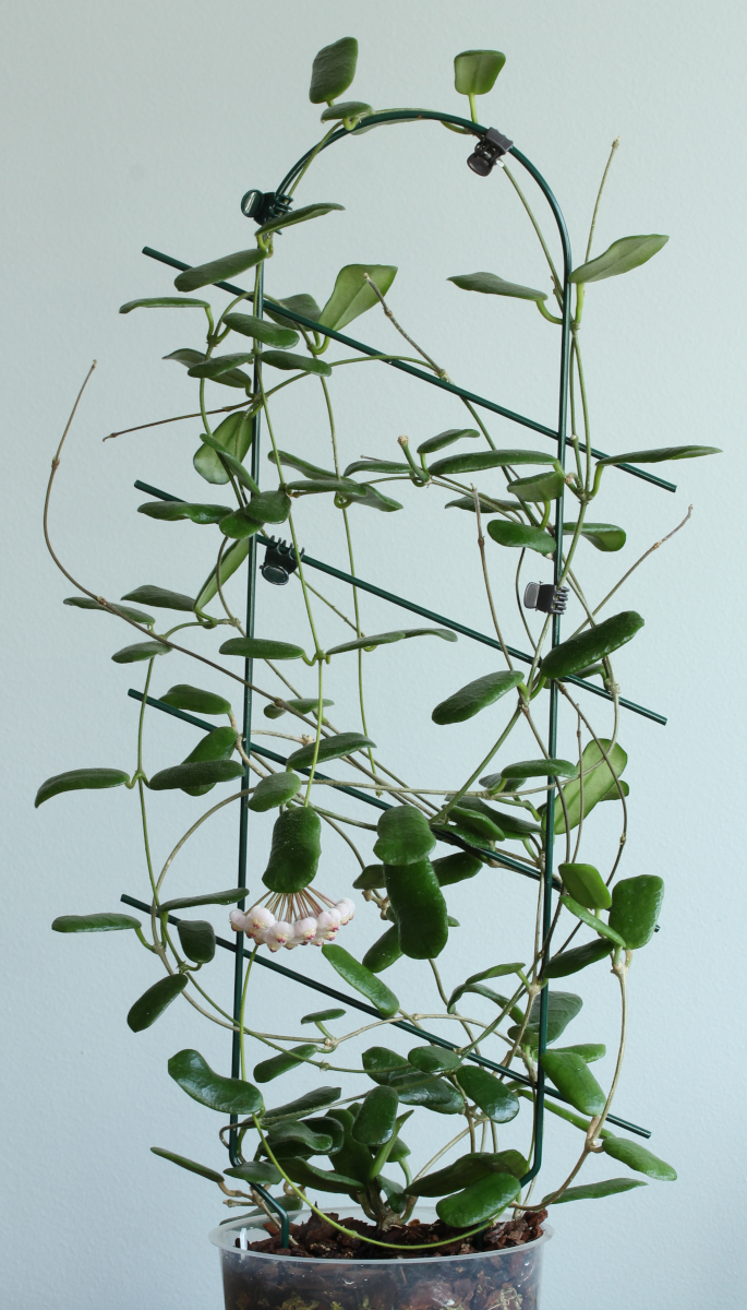 Хойя rotundiflora фото и описание