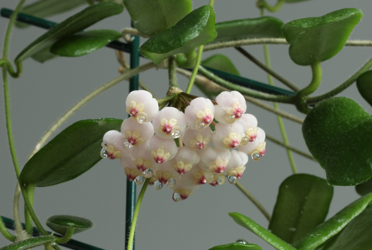 Хойя rotundiflora фото и описание