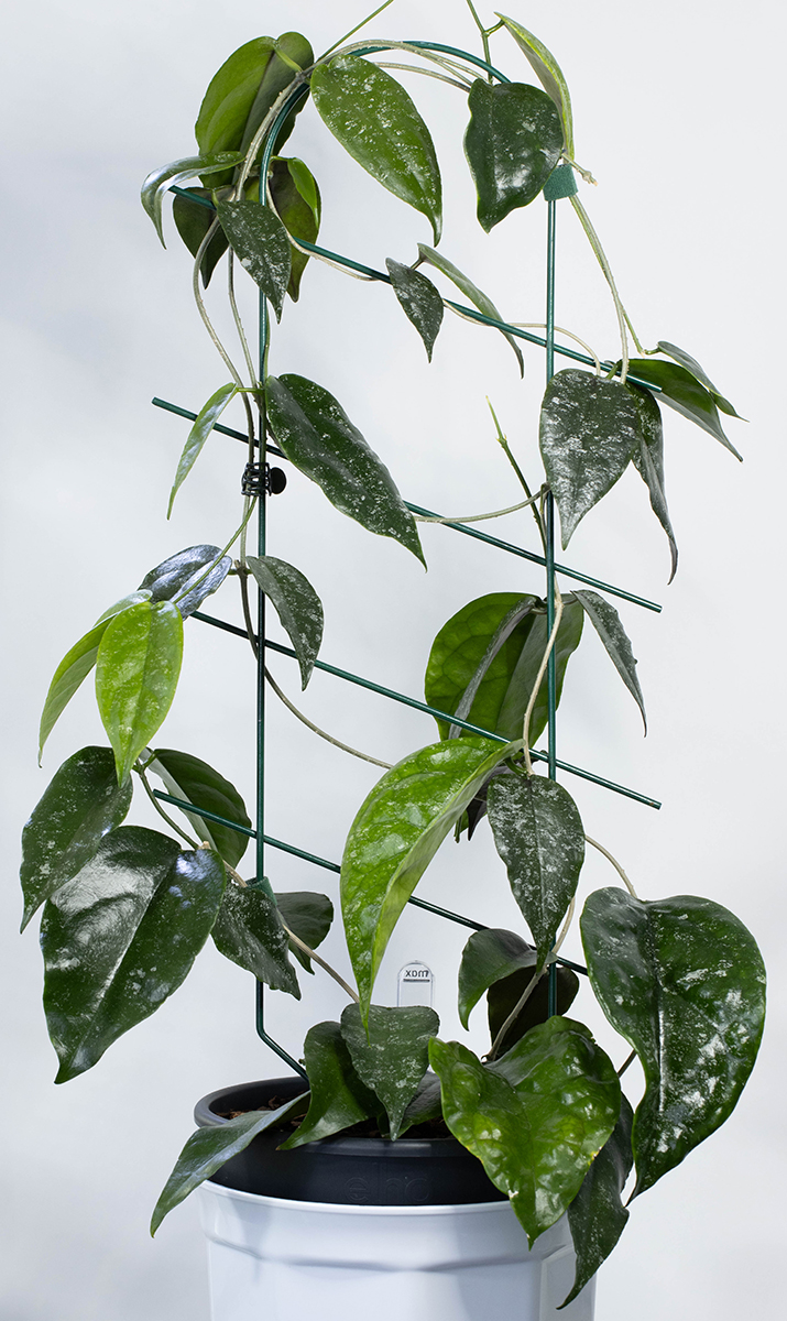 Hoya sangguensis (Malaysia)