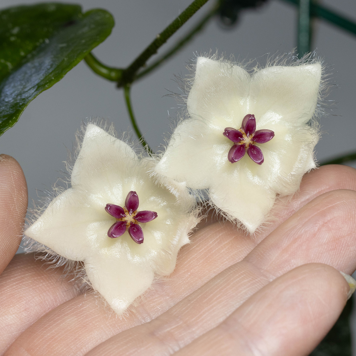 Hoya sangguensis