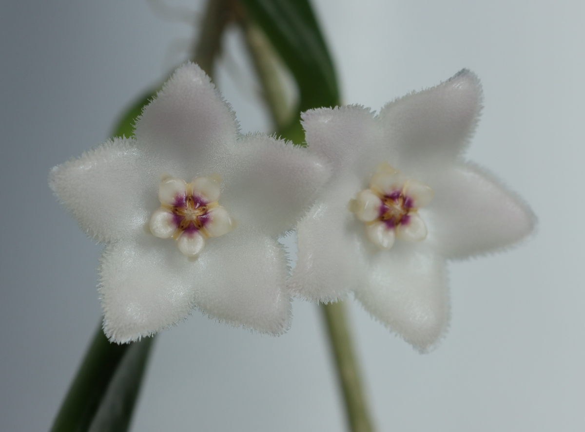 hoya shepherdii