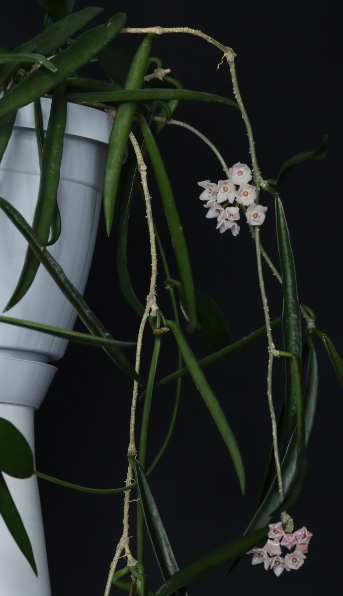 Incredibles bilan jinsiy aloqa video Xususiy porno 2011 onlayn