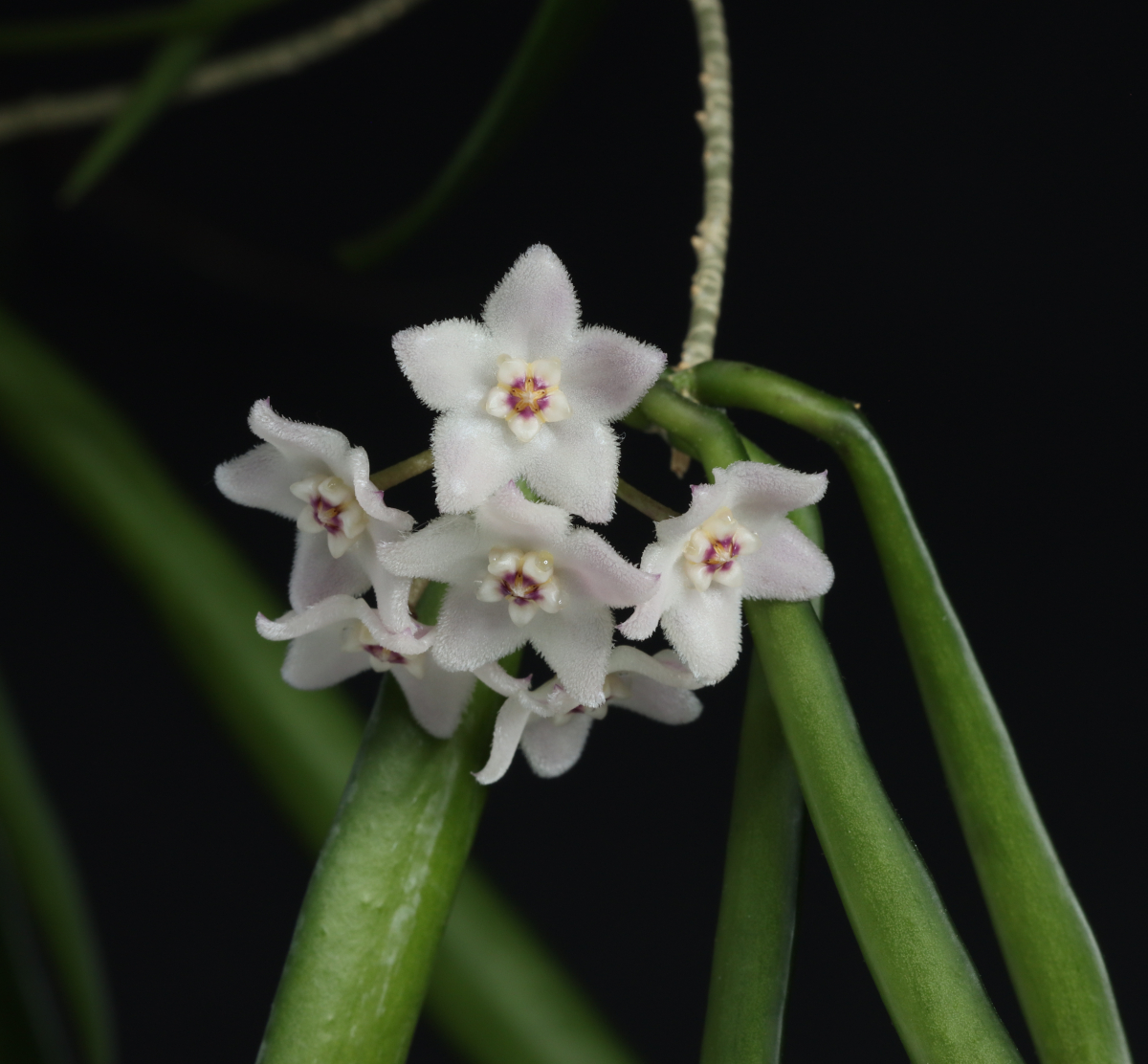 Hoya shepherdii