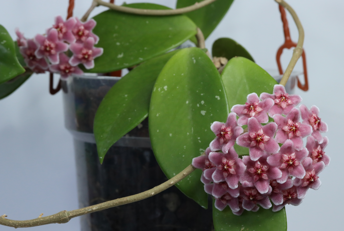 hoya carnosa (Shocking Pink)