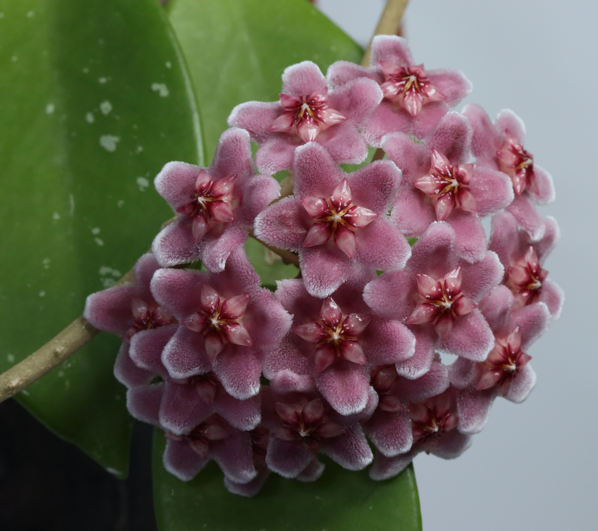 hoya carnosa (Shocking Pink)