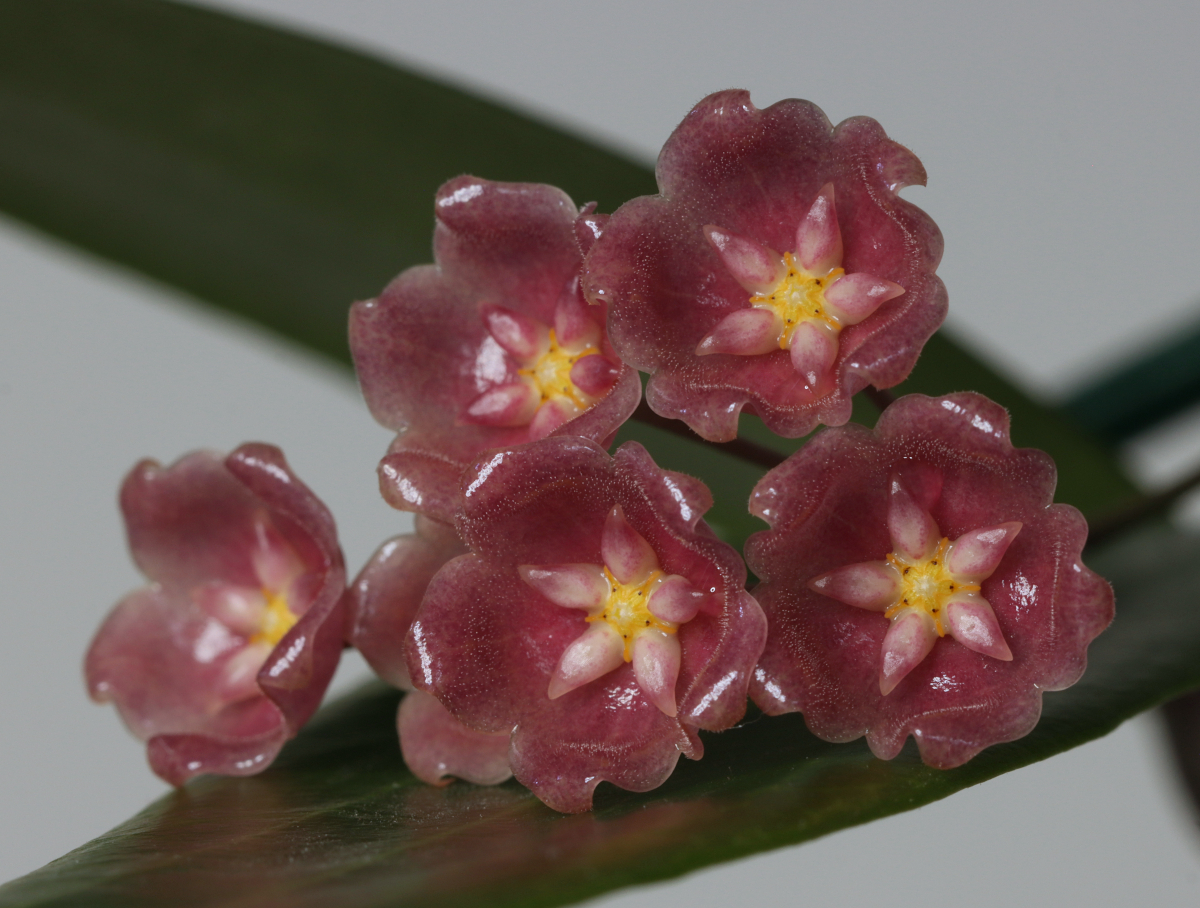 Hoya blashernaezii ssp. siariae