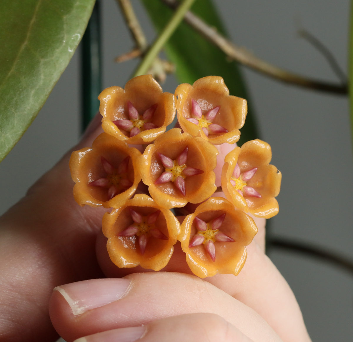 Hoya blashernaezii ssp. siariae