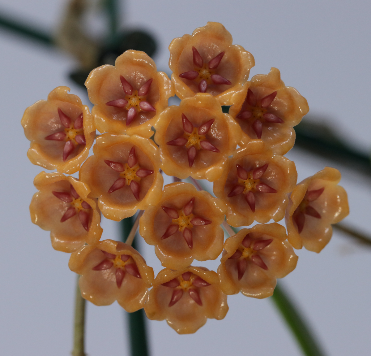 Hoya blashernaezii ssp. siariae