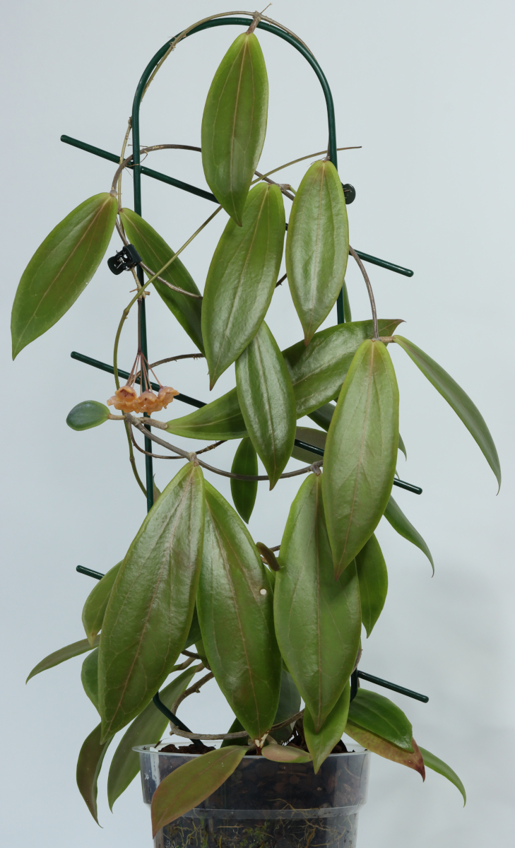 Hoya blashernaezii ssp. siariae