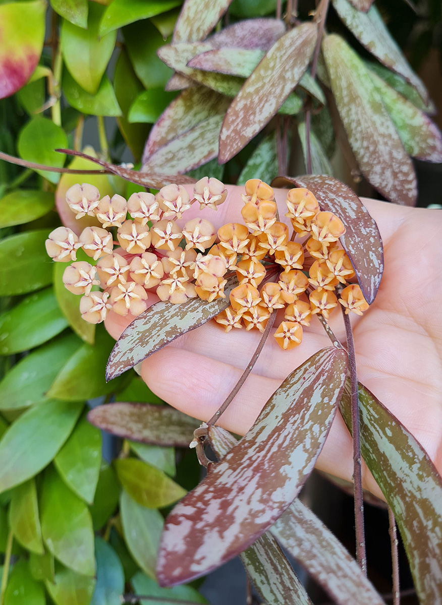 Hoya sigillatis