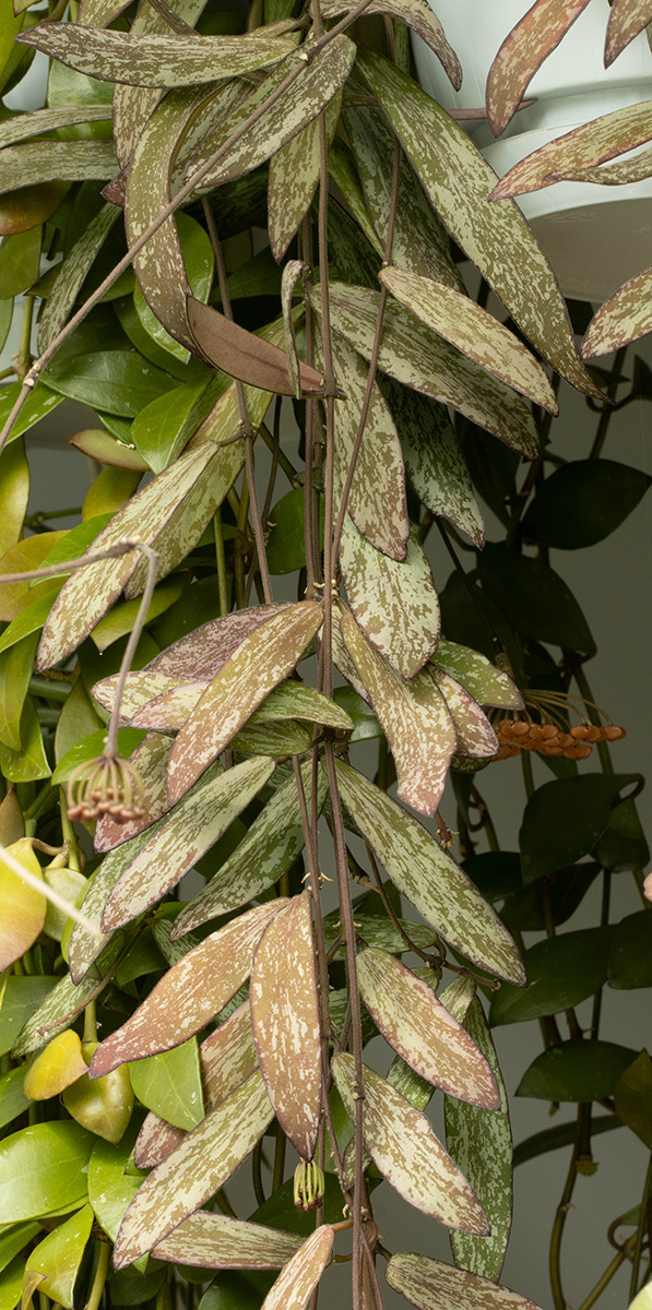 Hoya sigillatis