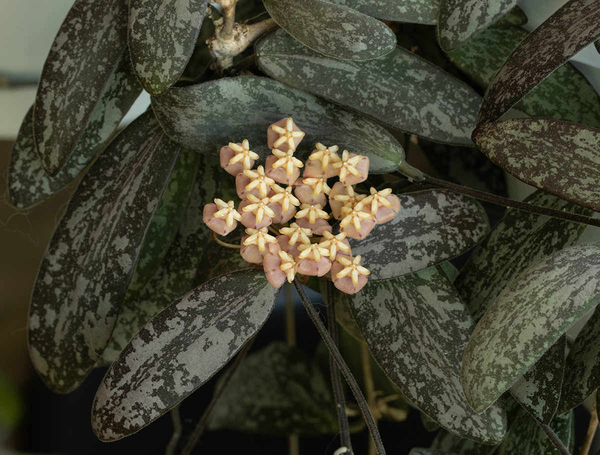 Hoya sigillatis