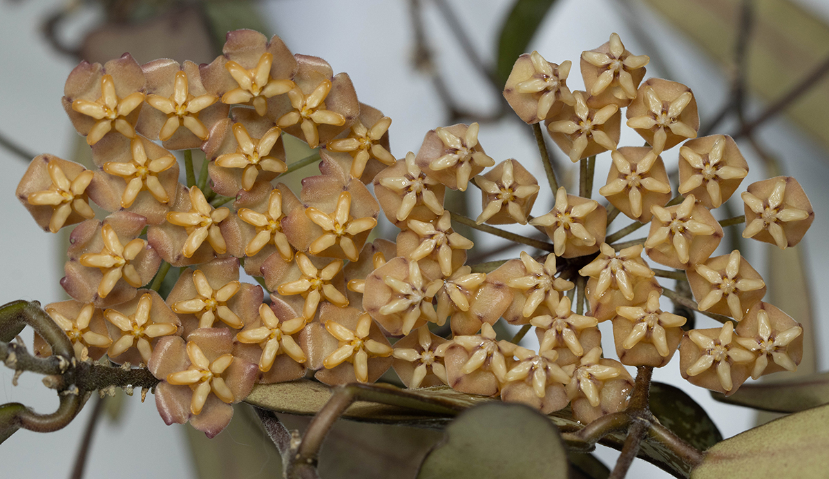 Hoya sigillatis