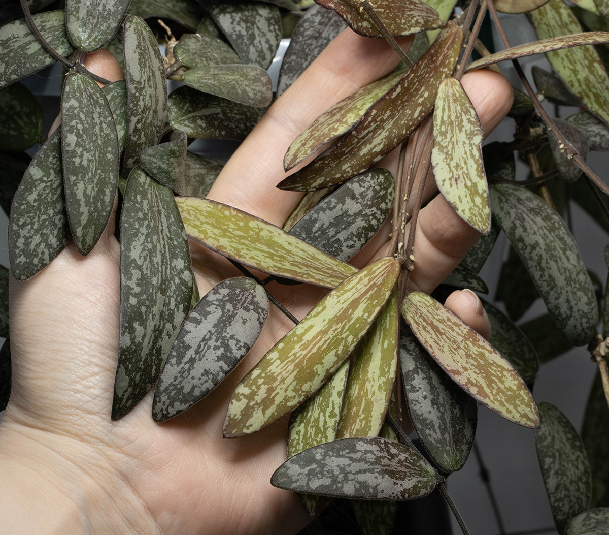 Hoya sigillatis