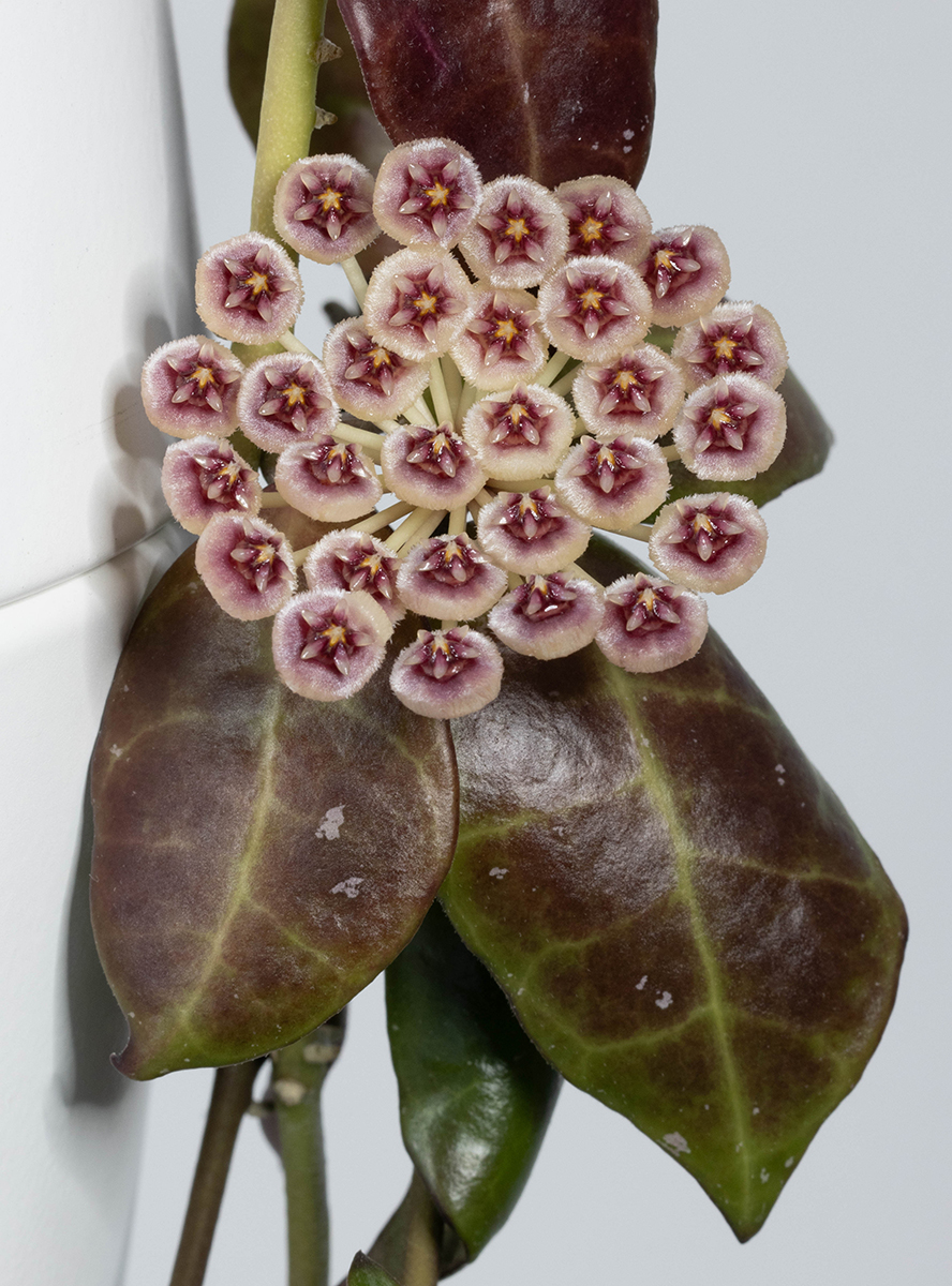 Hoya sipitangensis (EPC-949)