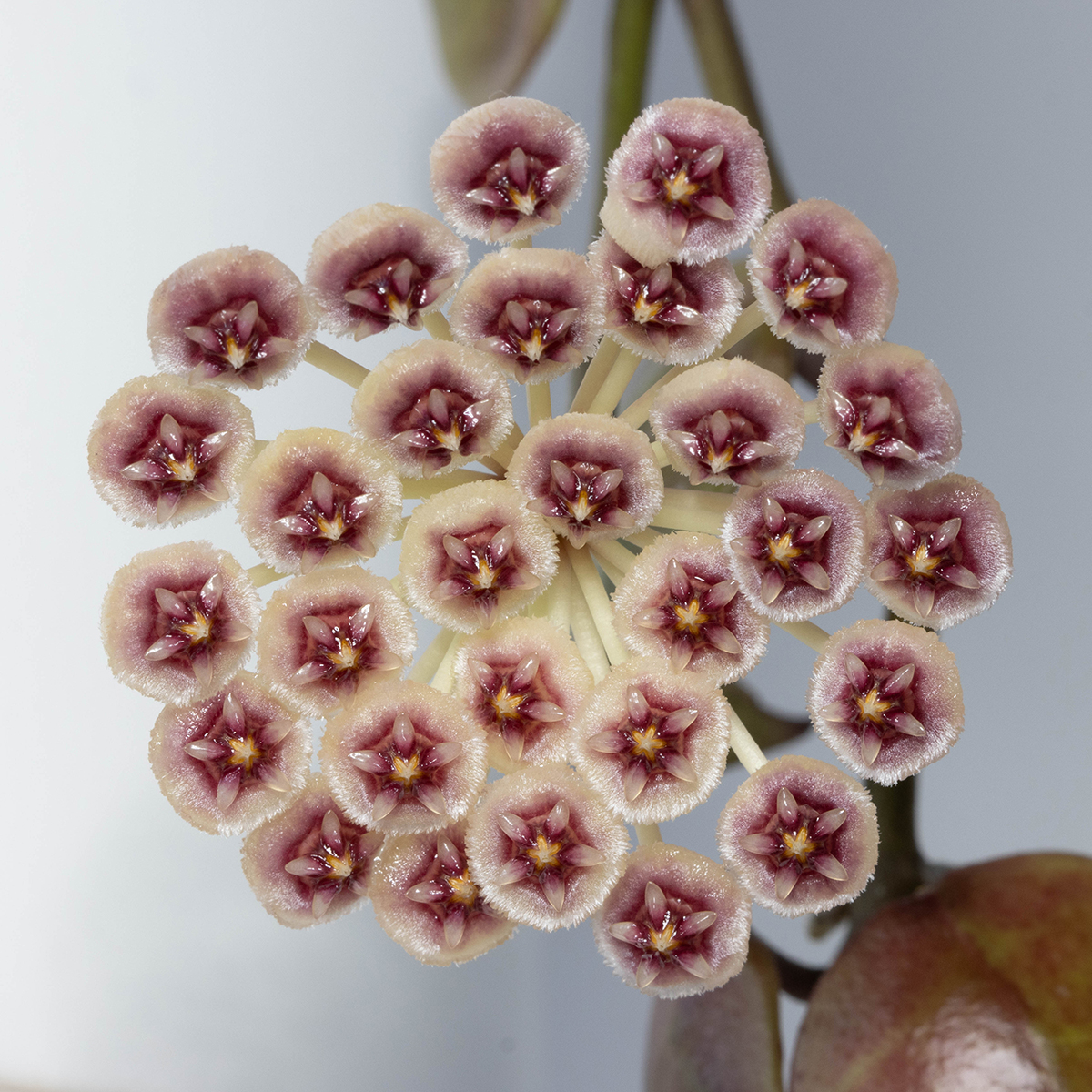 Hoya sipitangensis (EPC-949)