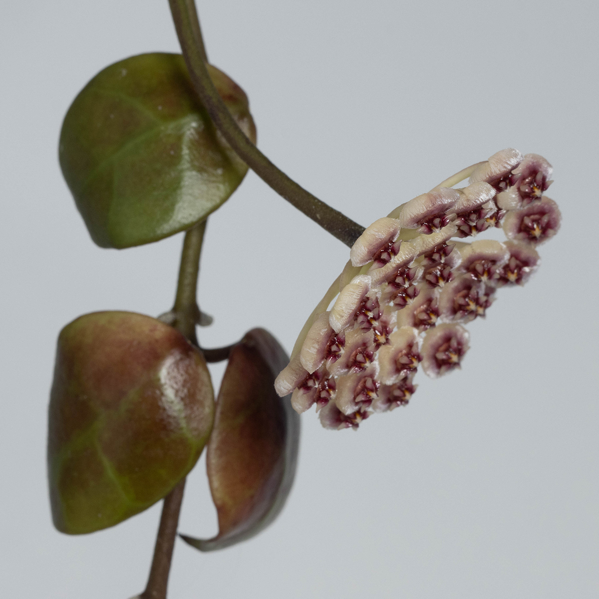 Hoya sipitangensis (EPC-949)