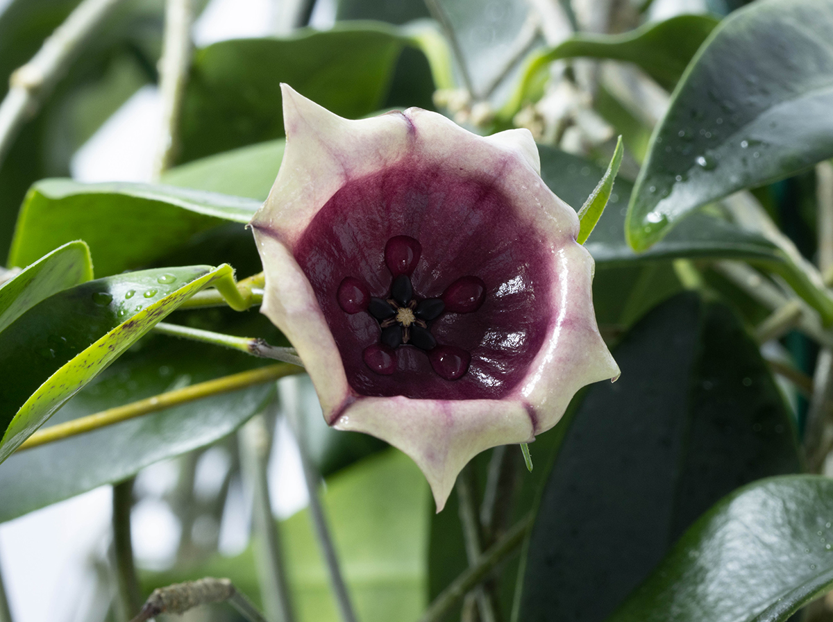 Hoya wallichii ssp. tenebrosa