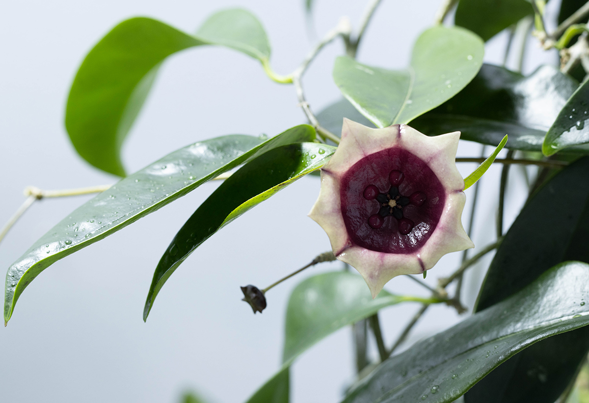 Hoya wallichii ssp. tenebrosa