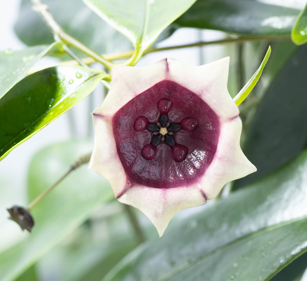 Hoya wallichii ssp. tenebrosa