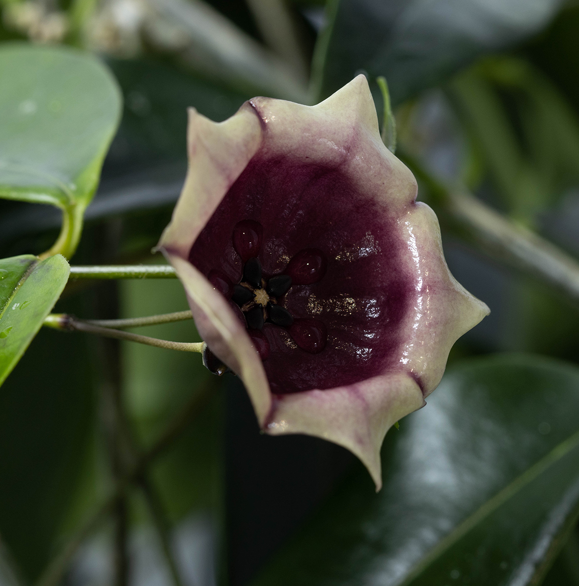 Hoya wallichii ssp. tenebrosa