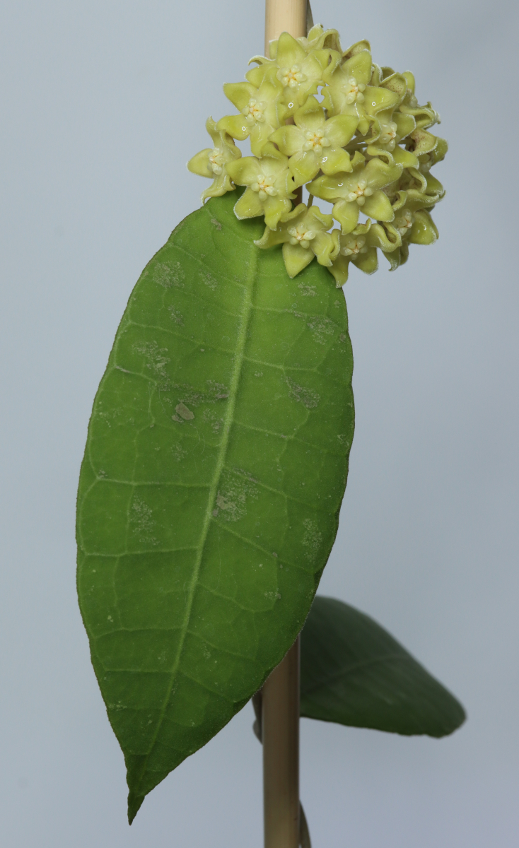 Hoya sp. Kalimantan SLM-04